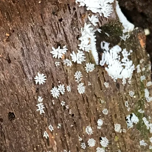 Common Coral Slime