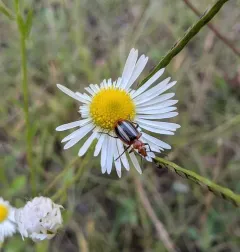 Lebia pectita thumbnail 3