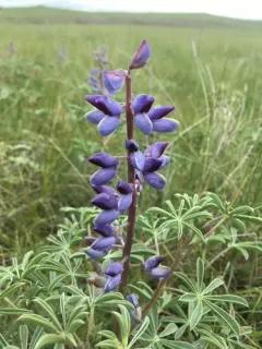 Nebraska Lupine thumbnail 2