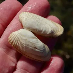False Angelwing thumbnail 3