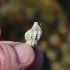 Eastern Oyster Drill thumbnail 4