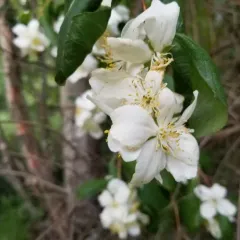 Lewis' mock orange thumbnail 3