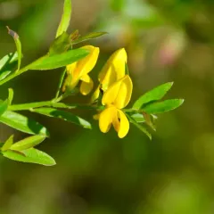 Dyer's Greenweed thumbnail 1