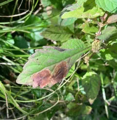 Calycomyza menthae thumbnail 3