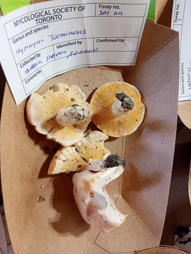 Hypomyces torminosus