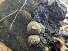 Umber-brown Puffball thumbnail 3