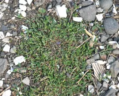 Oval Leaf Knotweed thumbnail 4