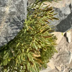 Cascade parsley fern thumbnail 4