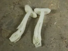 Russula gracilis thumbnail 4