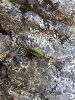Buprestis salisburyensis thumbnail 1