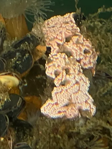 San Diego Sea Squirt
