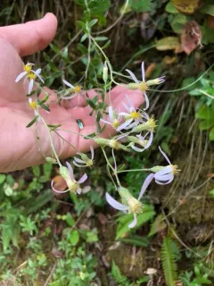 Siskiyou aster thumbnail 2