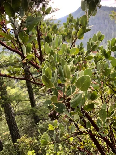 Common Manzanita