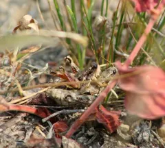 Chilcotin Grasshopper thumbnail 4