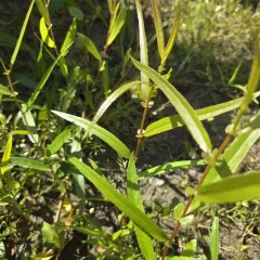 black willow thumbnail 2