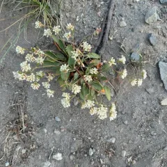 Pyrola-leaf Buckwheat thumbnail 3