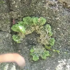 Cavernous Crystalwort thumbnail 2