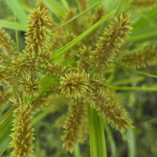 redroot flatsedge