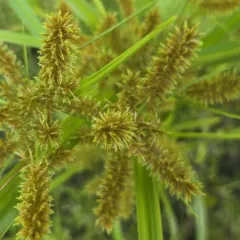 redroot flatsedge thumbnail 1