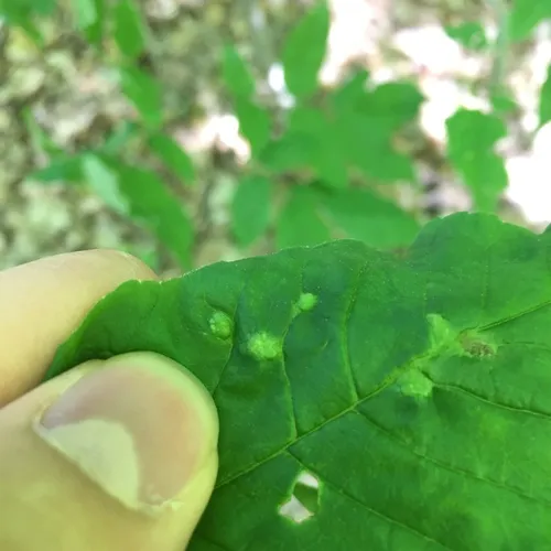 Ash Bead Gall Mite