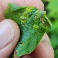 Sackenomyia commota thumbnail 4