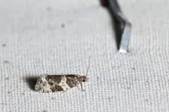 Olethreutes trinitana thumbnail 2