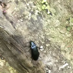 Striated False Darkling Beetle thumbnail 3