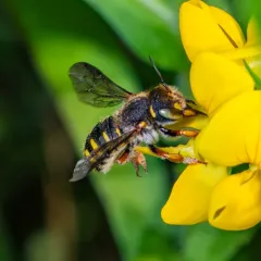 Oblong Woolcarder Bee thumbnail 4