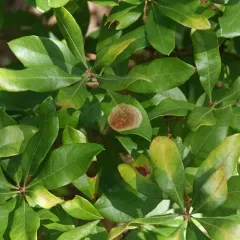 Cameraria picturatella thumbnail 2