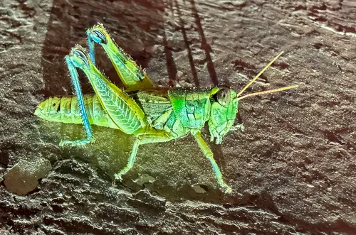 Lakin Grasshopper