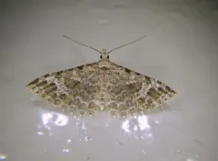 Alucita adriendenisi thumbnail 3