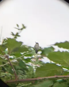 Costa's Hummingbird thumbnail 1