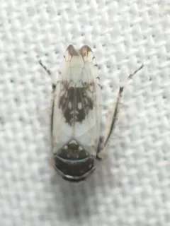 Mesamia nigridorsum thumbnail 3