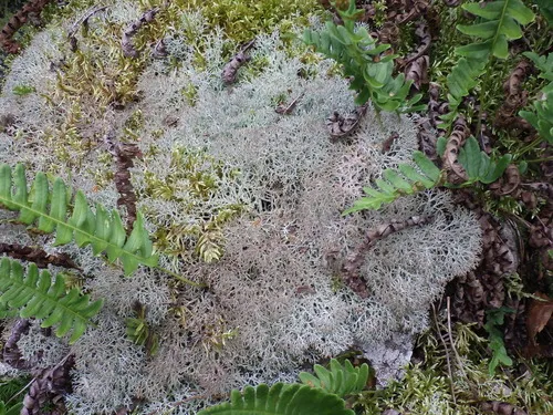 False Reindeer Lichen