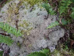 False Reindeer Lichen thumbnail 1