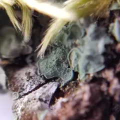Elf Ears lichen thumbnail 1