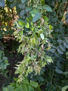 Honeysuckle aphid thumbnail 3