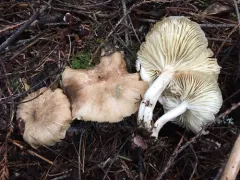 Western Platterful Mushroom thumbnail 1