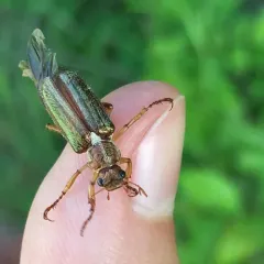 White-collared Chafer thumbnail 3