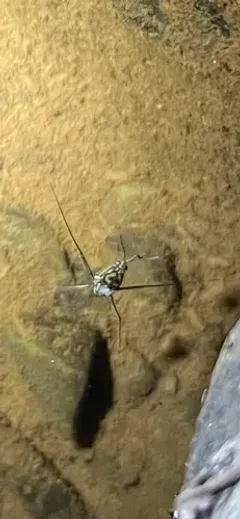 Trepobates pictus thumbnail 3