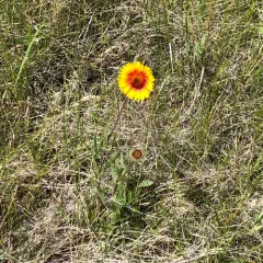 great blanketflower thumbnail 3