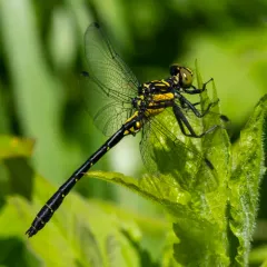 Northern Pygmy Clubtail thumbnail 4