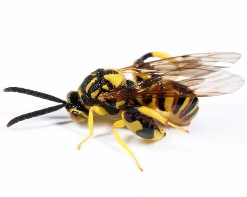 Conura nigricornis