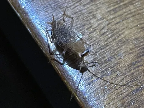 Planuncus tingitanus