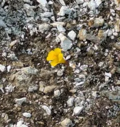 Yellowstone Monkeyflower thumbnail 2