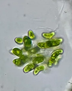 Dimorphococcus lunatus thumbnail 4