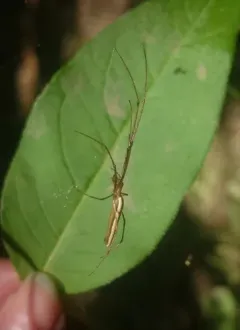 Tetragnatha straminea thumbnail 2
