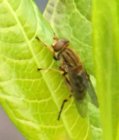 Yellow-legged Bog Fly thumbnail 2