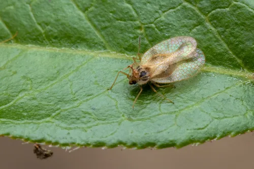 Stephanitis rhododrendri