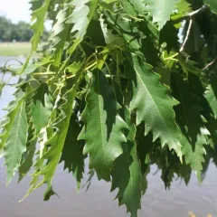 chinkapin oak thumbnail 3